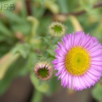 Fleabane